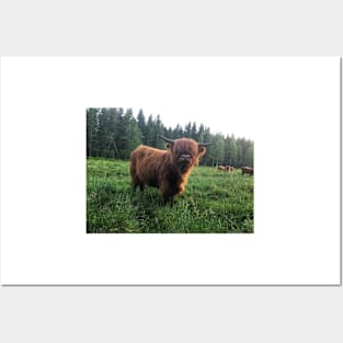 Scottish Highland Cattle Calf 2018 Posters and Art